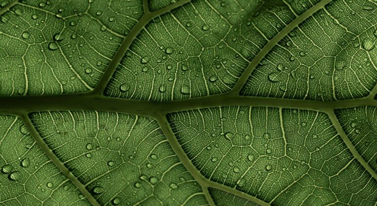 Macro shot of a leaf