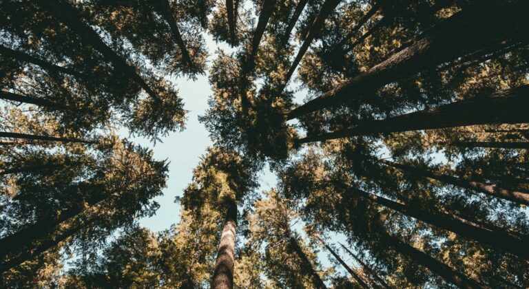 Treetops from below