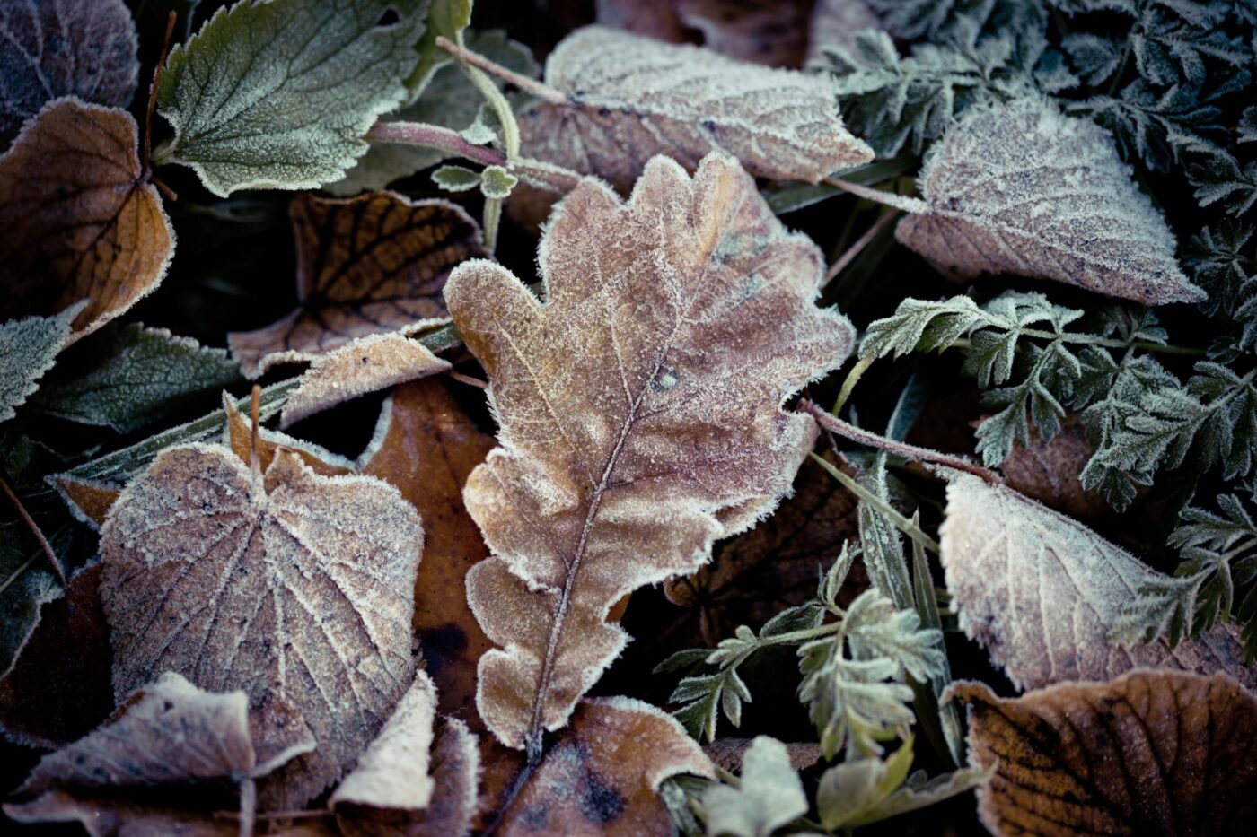 Nov 11 Frosty Oak Leaves